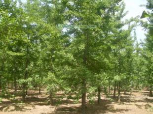 供應銀杏樹|銀杏樹價格-邳州市園林局銀杏苗木示范基地_傳媒、廣電_世界工廠網中國產品信息庫