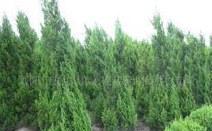 綠視界苗木供應湖南綠化苗木-松柏-檜柏-蜀檜_農副產品_世界工廠網中國產品信息庫