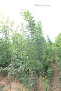供應速生國槐行情查詢,請咨詢沐杉苗木_農副產品_世界工廠網中國產品信息庫