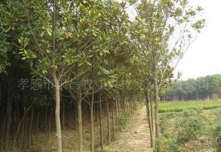 供應出售湖北武漢綠化苗木,胸徑6-7公分廣玉蘭_農副產品_世界工廠網中國產品信息庫