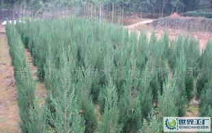 必柏:必柏苗、周巷苗木基地_農副產品_世界工廠網中國產品信息庫