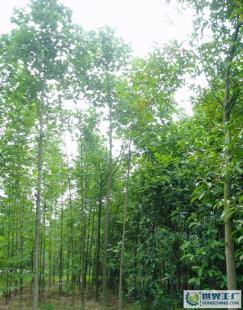 綠化苗木 喬木 馬褂木 水杉 鵝掌楸_農副產品_世界工廠網中國產品信息庫