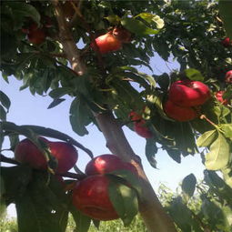 新聞 黃驊春雪桃樹苗廠家直銷