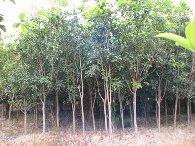 供應桂花、含笑