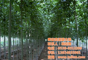 雞西市法桐 2米高速生法桐小苗 騰源苗木 優質商家 高清圖片 高清大圖