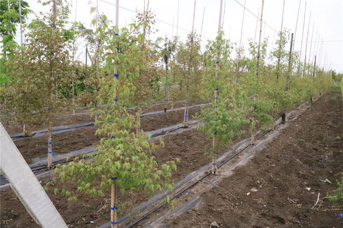 喜報 抬頭園林榮獲觀賞苗木 新產品 新品種 獎