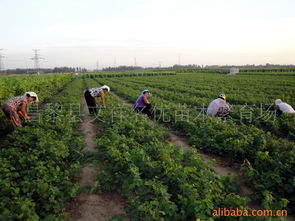 昌黎縣文祥名優苗木繁育場 果樹產品列表