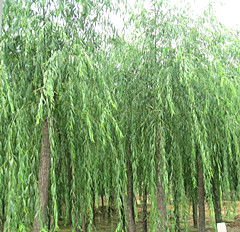 新疆紅柳 甘肅優質紅柳批發