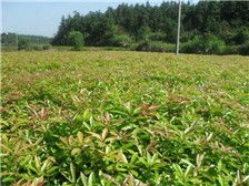 江西金鑫杉樹苗定南縣基地產品展示