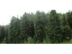 武夷山哪里有羅漢松 供應產品 泉州永春永茂苗木專業合作社