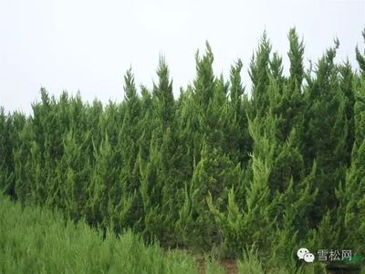 苗木之鄉 安徽舜山