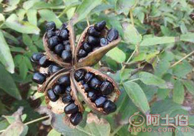 【牡丹籽批發價格 菏澤牡丹籽批發商】牡丹籽,價格,廠家,供應商,花木,菏澤市牡丹區天朝牡丹種植專業合作社 - 熱賣促銷