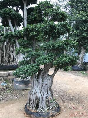 【造型小葉榕供應、基地直轄、造型優美】綠化苗木,價格,廠家,供應商,花木,龍海市東泗興輝園藝場 - 產品庫