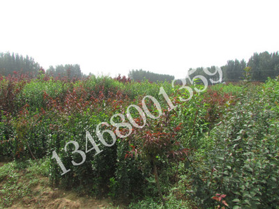 廠家直銷北海道黃楊圖片|廠家直銷北海道黃楊產品圖片由泰安市新葉苗木供銷合作社公司生產提供-