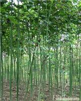 找上海苗木-上海苗木批發-上海苗木價格-上海苗木基地的上海青桐小苗公司價格、圖片、詳情,上一比多_一比多產品庫