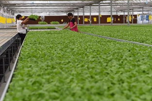 交大出品生態雞毛菜已在城市超市上架 標價20元一斤