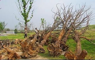 行業技術 苗木驗收的關鍵要點