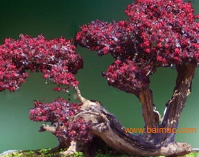 湖南紅繼木基地 紅花繼木種植 湖南桂花樹 湖南紅葉石楠,湖南紅繼木基地 紅花繼木種植 湖南桂花樹 湖南紅葉石楠生產廠家,湖南紅繼木基地 紅花繼木種植 湖南桂花樹