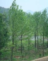 湖南苗木銷售中心供應樂昌含笑、紅花木蓮、火力蘭_農副產品_世界工廠網中國產品信息庫