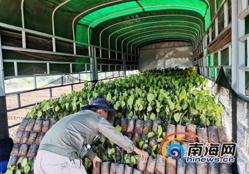 海墾龍江農(nóng)場(chǎng)公司復(fù)工復(fù)產(chǎn)按下 快進(jìn)鍵 精品苗木遠(yuǎn)銷省內(nèi)外