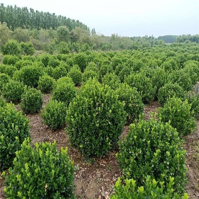 北京2公分金桂大葉黃楊苗圃市場(chǎng)價(jià)格