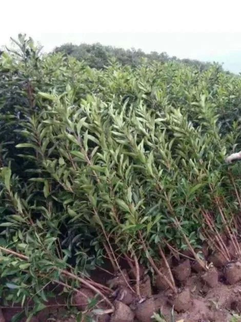 恭喜鹽城經(jīng)濟(jì)技術(shù)開發(fā)區(qū)鳴沁農(nóng)產(chǎn)品經(jīng)營(yíng)部入駐苗木通 專供精品苗