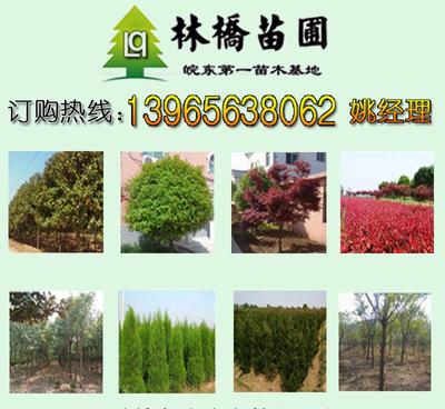 【延安綠化苗木批發(fā)_延安綠化苗木網(wǎng)_延安綠化苗木批發(fā)苗木價(jià)格】?jī)r(jià)格_廠家_圖片 -