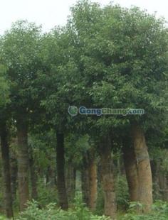 供應(yīng)香樟-廣東香樟苗木信息-低價(jià)供應(yīng)香樟--袋苗/地苗香樟批發(fā)_農(nóng)副產(chǎn)品_世界工廠網(wǎng)中國(guó)產(chǎn)品信息庫(kù)