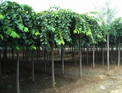 12月園林苗木養(yǎng)護(hù)管理須知