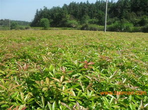 供應(yīng)造林苗木和綠化苗木,供應(yīng)造林苗木和綠化苗木生產(chǎn)廠家,供應(yīng)造林苗木和綠化苗木價(jià)格