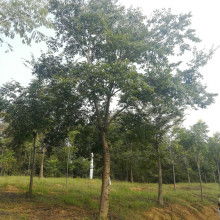  蘇北誠信苗木場 主營 綠化苗木 各類竹子 玫