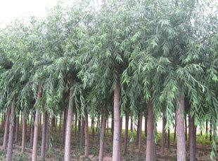 垂柳小苗價格、保定垂柳苗木批發(fā)、垂柳苗木價格-保定常青苗木_農(nóng)副產(chǎn)品_世界工廠網(wǎng)中國產(chǎn)品信息庫