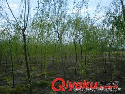 廠家專業(yè)供應綠化苗木垂柳(圖)-沭陽縣威宇花木銷售中心提供廠家專業(yè)供應綠化苗木垂柳(圖)的相關介紹、產(chǎn)品、服務、圖片、價格沭陽縣威宇花木銷售中心、金葉女貞;紅葉小檗;小龍柏;地柏;灑金柏;南天竹;迎春;連翹;月季花;紅王子錦帶;水臘;劍麻;金娃娃萱草;玉簪;鳶尾;棣棠;繡線菊;紅瑞木;紫荊;紫薇等綠化苗木