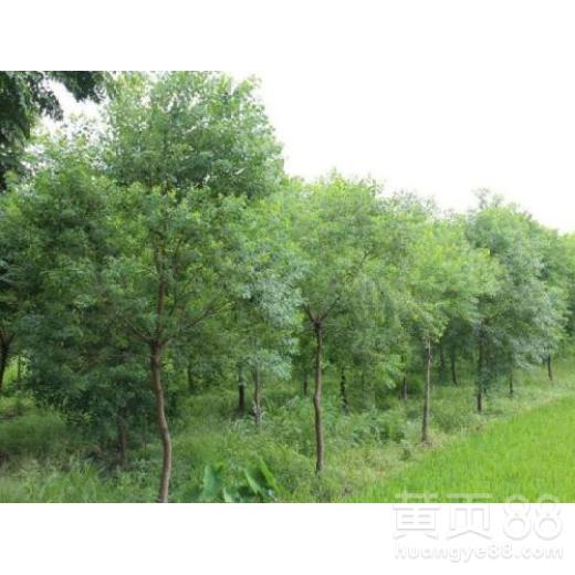 【天津烏桕苗木批發(fā)價格】- 