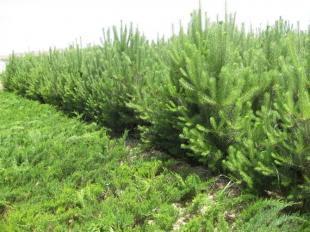 供應華山松 華山松基地報價批發(fā)基地-綠韻苗木_農(nóng)副產(chǎn)品_世界工廠網(wǎng)