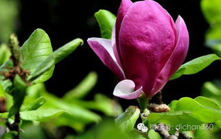 綠城集團園林軟景苗木圖譜 全套