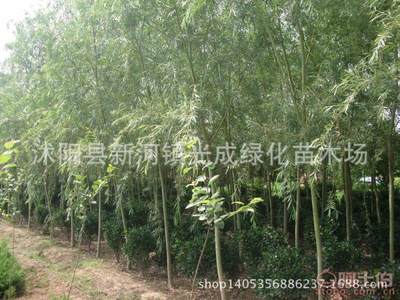 【直銷垂柳苗綠化垂柳垂柳樹苗綠化工程苗無病害易成活】沭陽縣新河鎮(zhèn)光成綠化苗木場 - 產(chǎn)品庫