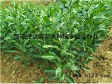 簡陽市洪森苗木種植專業(yè)合作社公司簡介簡陽市洪森苗木種植專業(yè)合作社