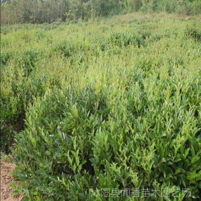 日本女貞 金葉女貞女貞苗木基地 規(guī)格較全 綠化工程苗木供應