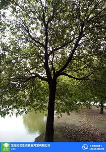 苗木,苗木農(nóng)場,大葉女貞苗木批發(fā)