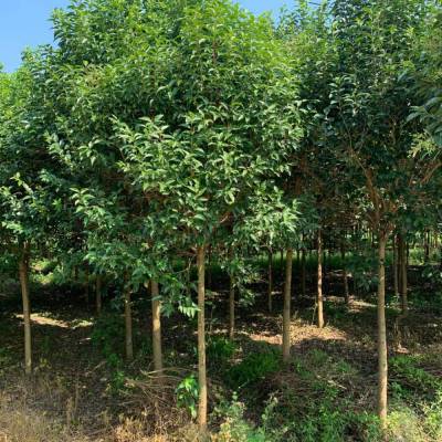 13公分大葉女貞樹_綠化苗木大葉女貞_淄博女貞樹苗報(bào)價(jià)