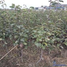 【水晶梨苗廠家價(jià)格早酥紅梨苗良種】泰安高新區(qū)旺運(yùn)苗木中心 - 產(chǎn)品庫