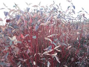 紅瑞木基地種植基地 紅瑞木價(jià)格基地 紅瑞木基地