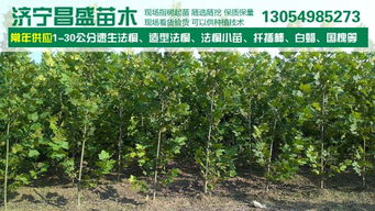 1公分法桐2公分法桐價(jià)格價(jià)格 廠家 圖片