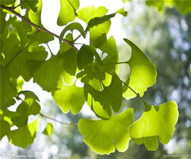 出售銀杏 銀杏 泰安銀杏苗木基地