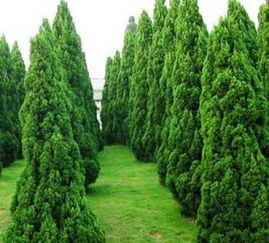 供應(yīng)山東銷量好的綠化苗木 批發(fā)綠化苗木