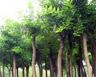 國槐4年生苗由山西春恒苗木提供_農(nóng)副產(chǎn)品_世界工廠網(wǎng)