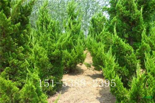 定南營養(yǎng)袋側(cè)柏苗供應(yīng) 煜爍苗木 品種記錄