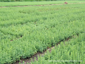 苗圃供應(yīng)內(nèi)蒙古白扦云杉綠化苗木指導(dǎo)價(jià) 苗圃供應(yīng)內(nèi)蒙古白扦云杉綠化苗木行情 興安盟白狼林業(yè)局