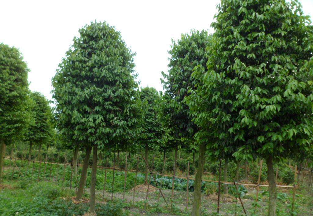 庭院別墅小區(qū)公園綠化苗木 陰香樹苗 天竺桂苗山玉桂苗行道風(fēng)景樹